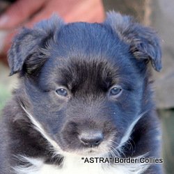 Black and white Male border collie puppy